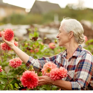 Older woman examining pink dahlia blooms in a garden